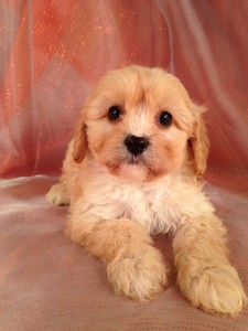 Male Tan Cavachon Puppy for sale #3|Many Cavachon Breeders in Florida with Cavachon Puppies for sale ask more for their puppies